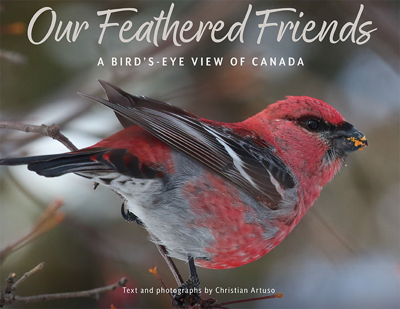 Our Feathered Friends : A Bird’s-Eye View of Canada