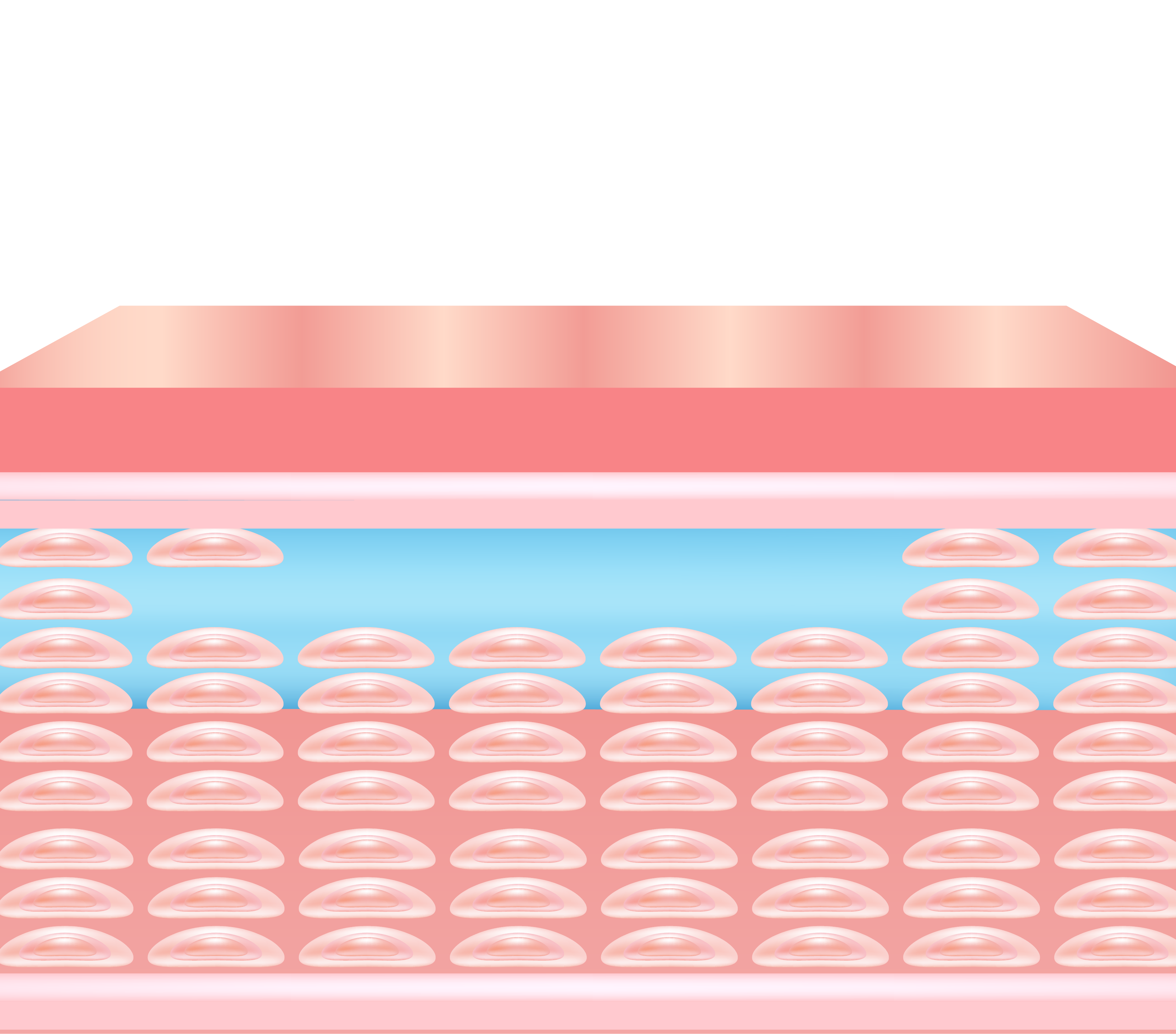 collagen replacement-02.png