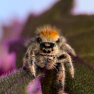 IMG_7477.PNG