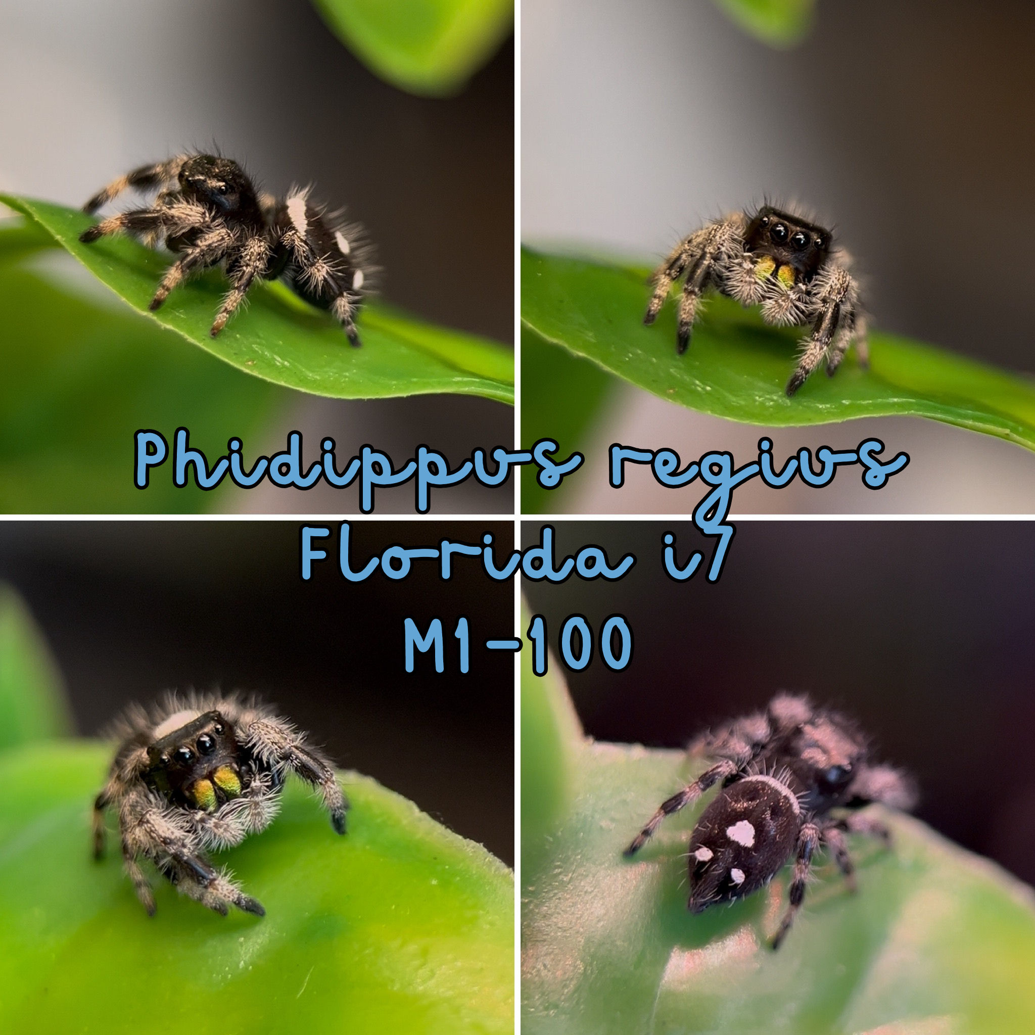 M1-100 Phidippus regius Florida