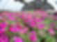 nursery 011 1.png