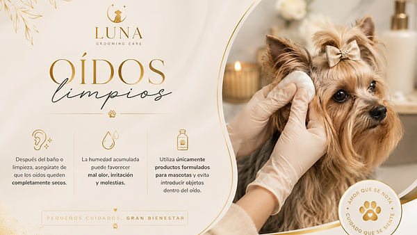 consejos de luna2