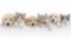 JUMON_Puppies_Kittens_Banner.webp