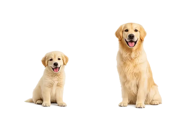 cachorro_adulto_jumon_grooming.webp