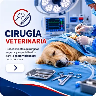 cirugia_veterinaria