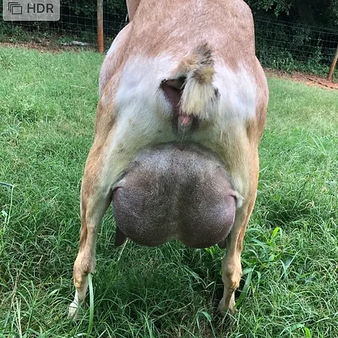 maribeludder2019.webp