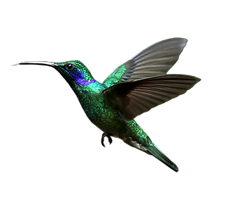 hummingbird_PNG58.png