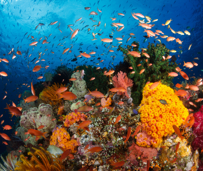 coraux et poissons à Raja Ampat en Indonésie