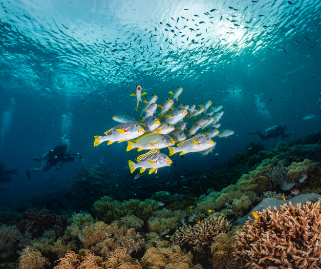 poissons à Raja Ampat en Indonésie