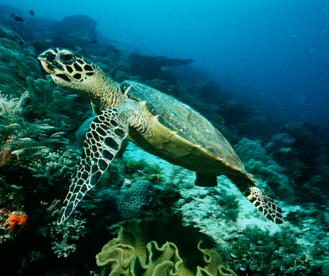 tortue plongée sous-marine à Raja Ampat en Indonésie
