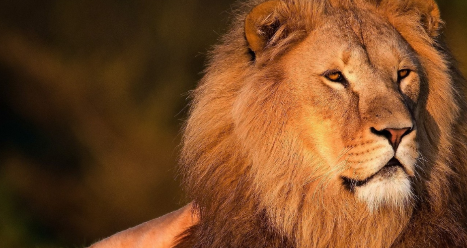 Un lion qui observe