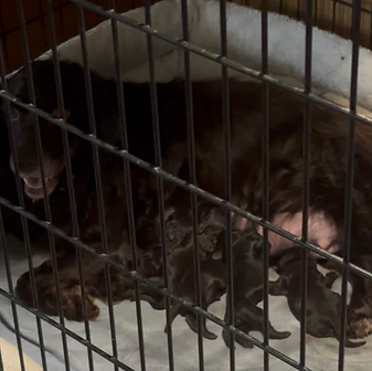 honeybee and babies koda first litter.png