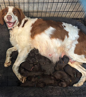 Khaleesi's second litter