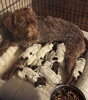 Luna's first litter
