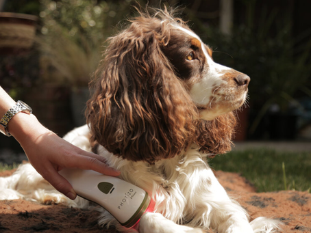 5 Ways Red Light Therapy Supports Pets Naturally