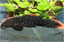 Pseudacanthicus sp. L427