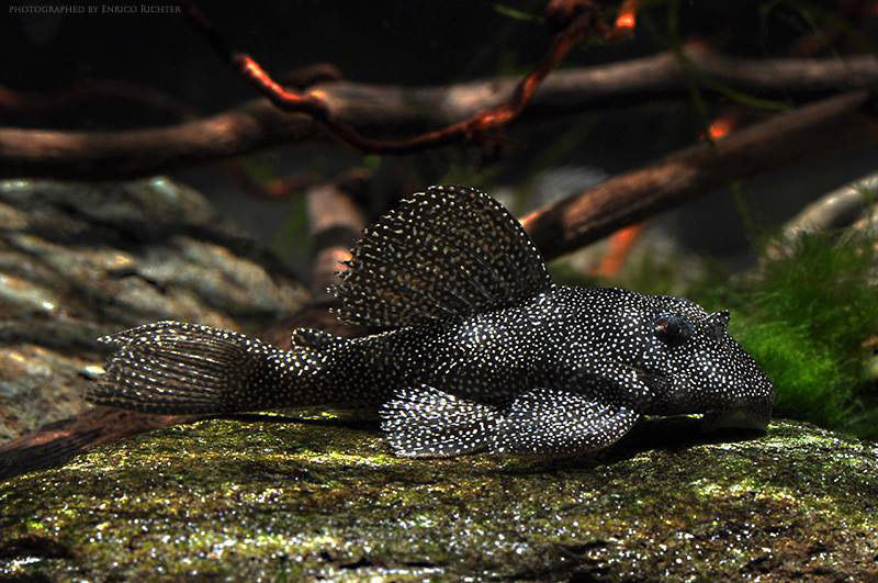 Hypancistrus sp. L262 | loricariidae