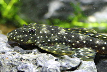 Hopliancistrus sp. L17
