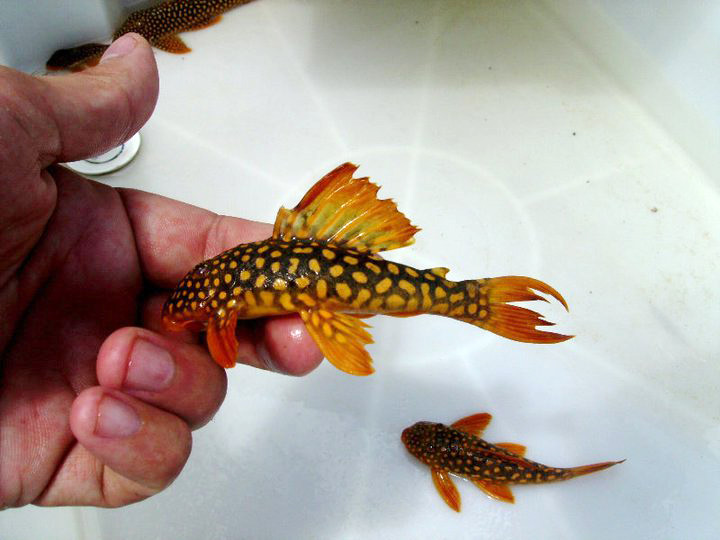 Species | loricariidae