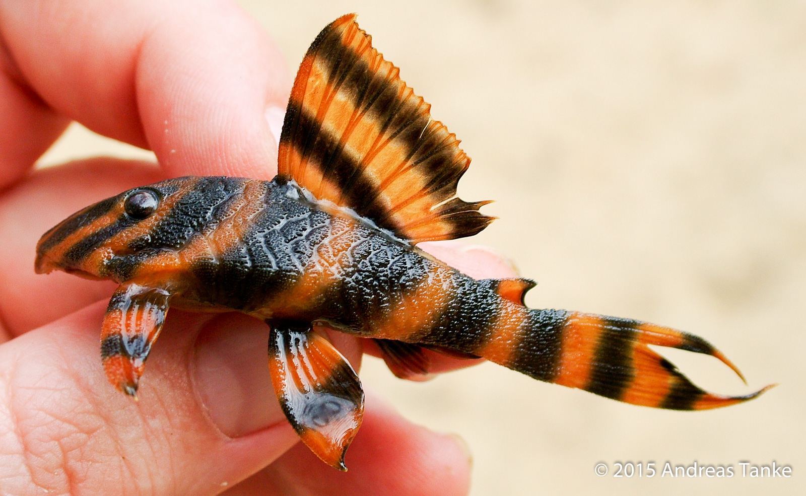 Panaqolus claustellifer L306 loricariidae