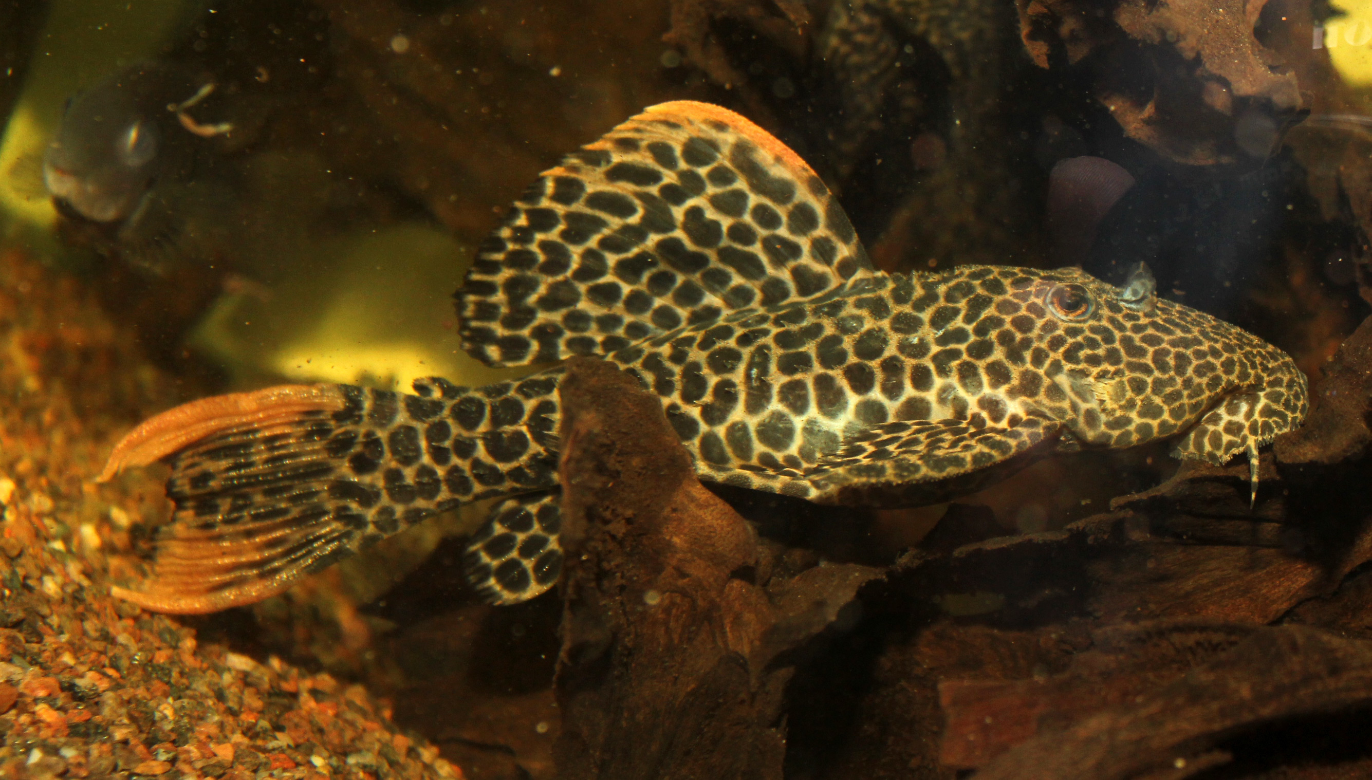 l114 pleco care