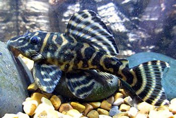 Hypancistrus sp. L270