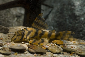 Peckoltia sp. L288