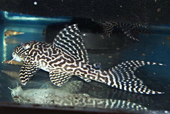 Hypancistrus sp. L410