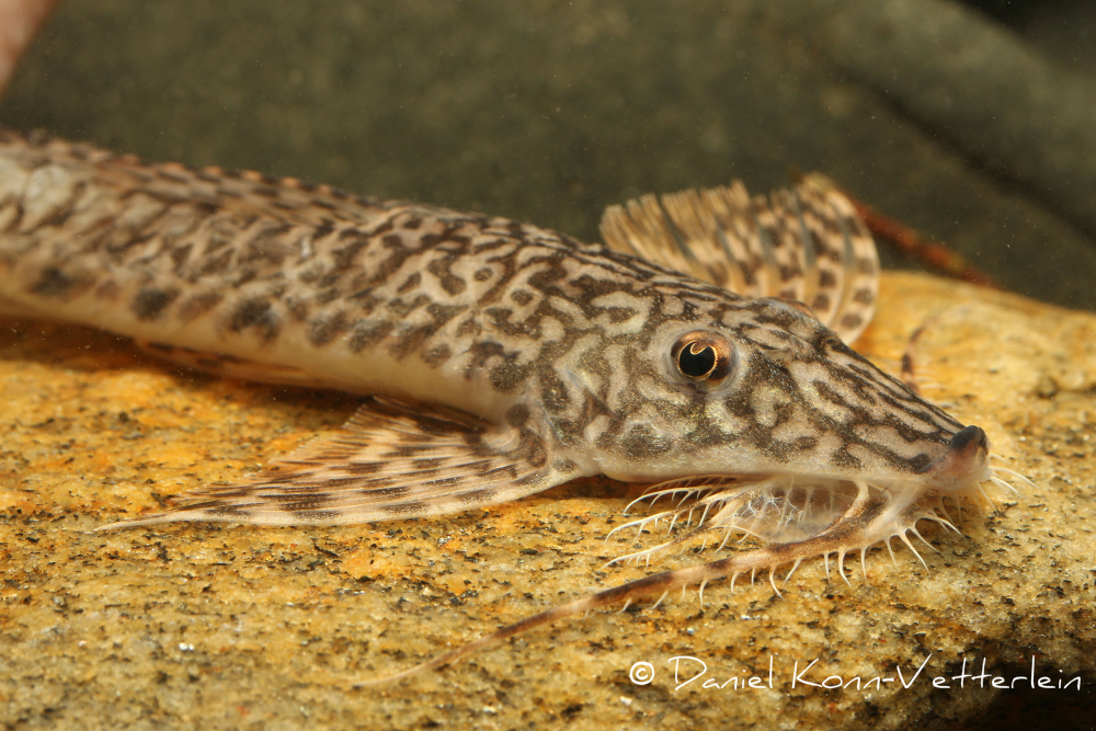 Rhadinoloricaria magdalenae