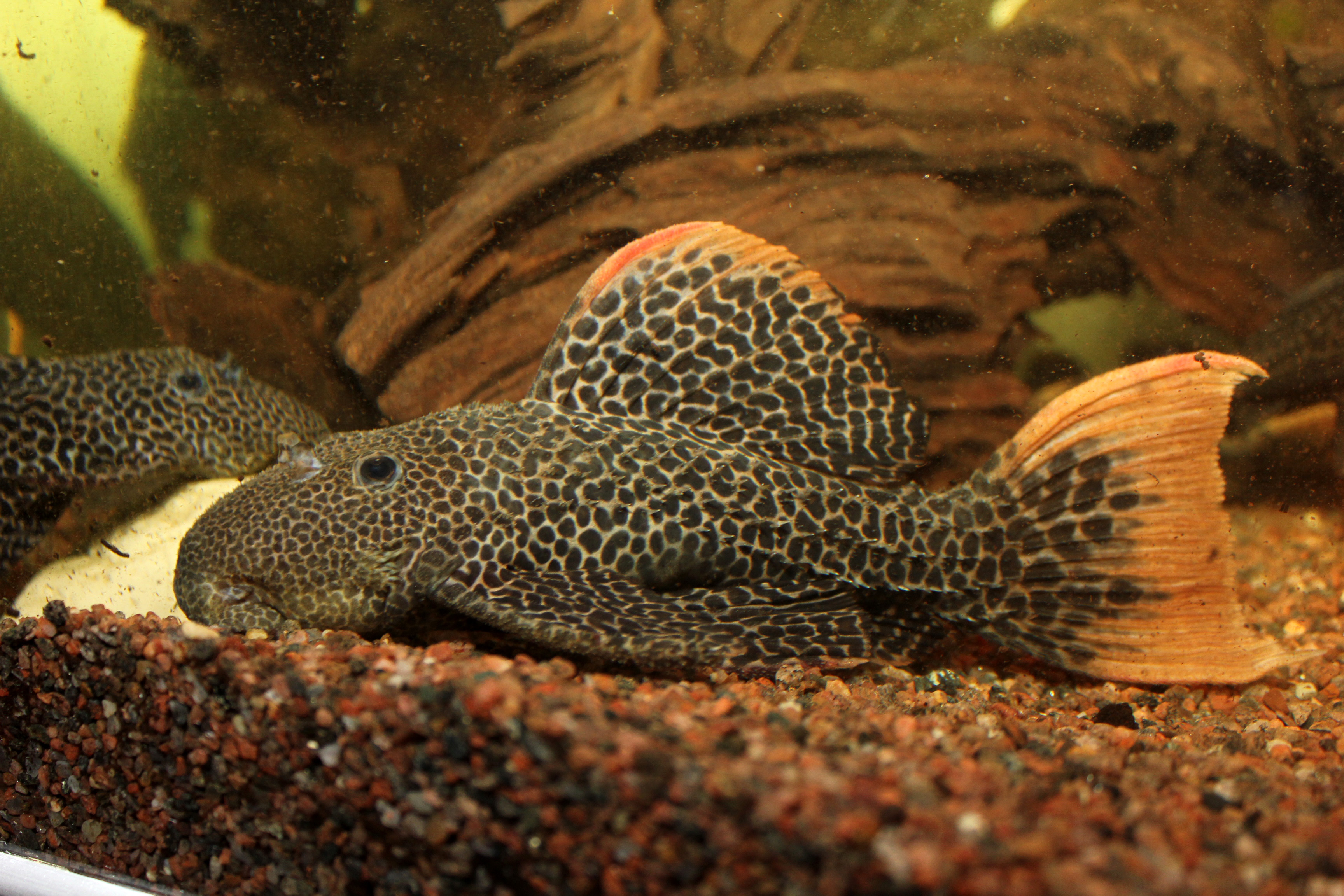 hypoallergenic pill pockets