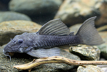 "Spectracanthicus" immaculatus L269