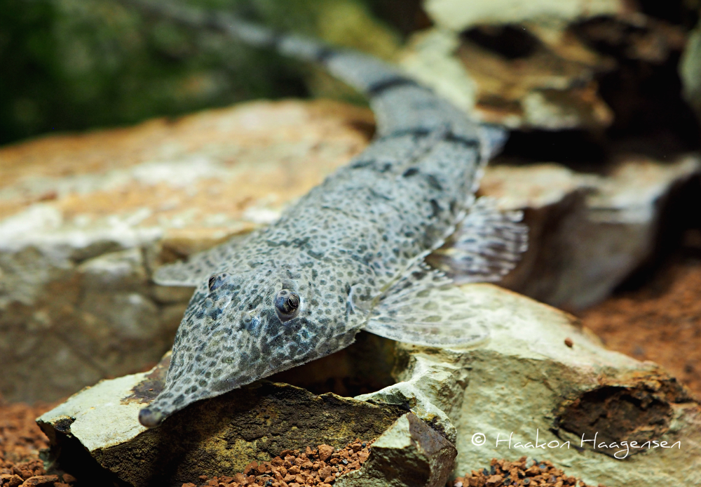 Hemiodontichthys acipenserinus