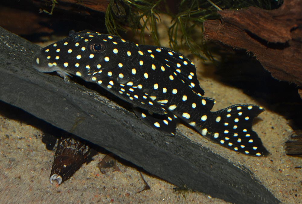 snowball pleco care