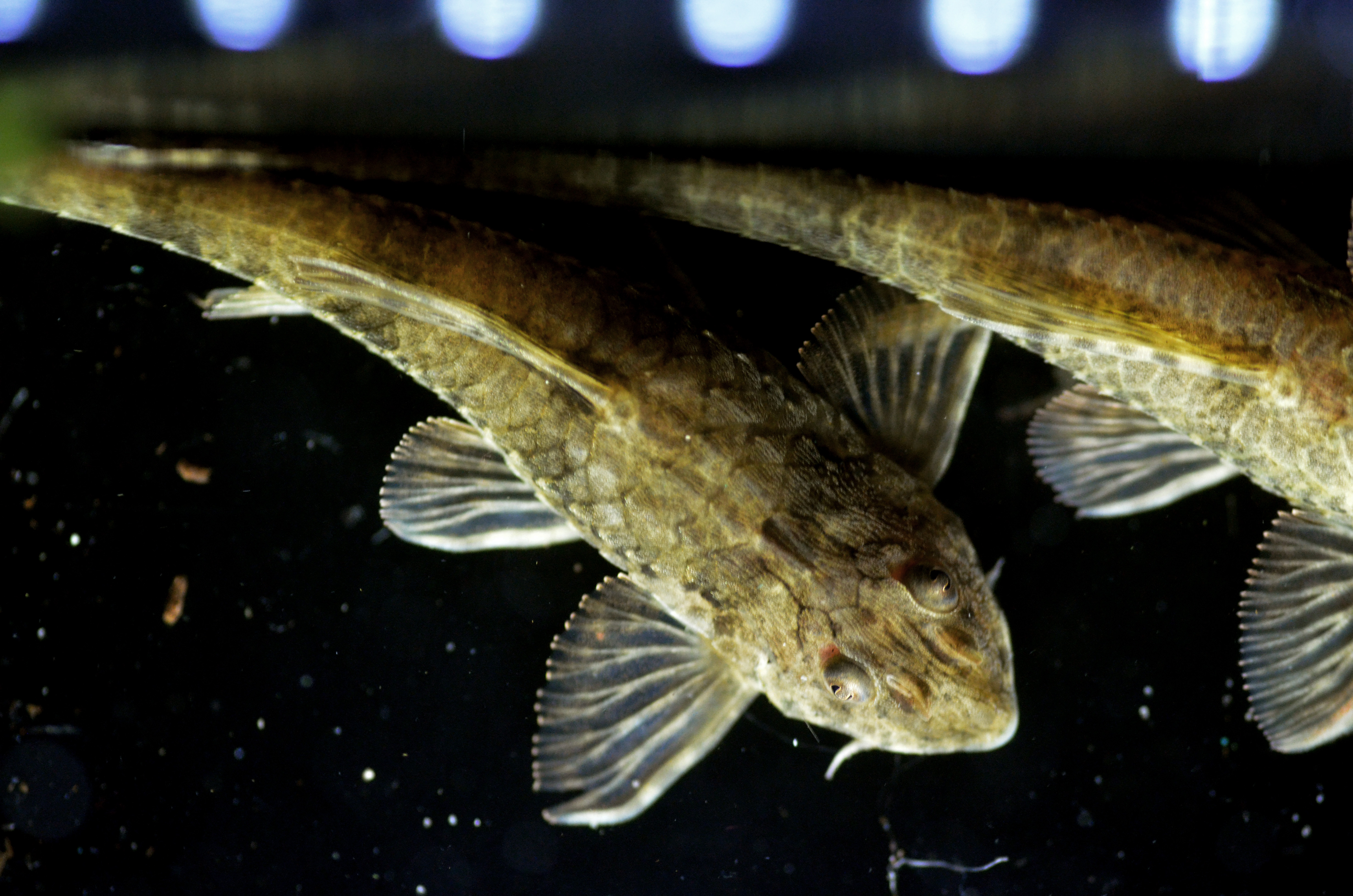 Species | loricariidae