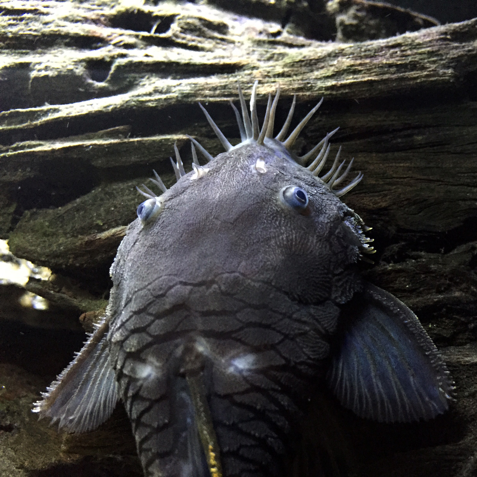 Species | loricariidae