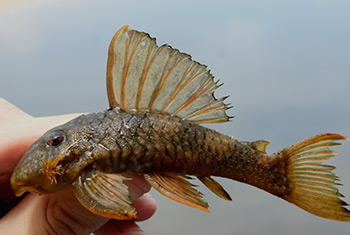 Hypancistrus sp. L297