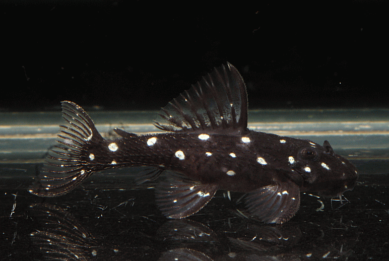 Micracanthicus vandragti