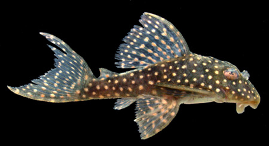 Hypancistrus margaritatus