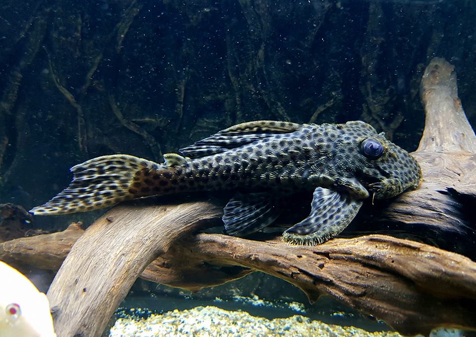 Hemiancistrus medians