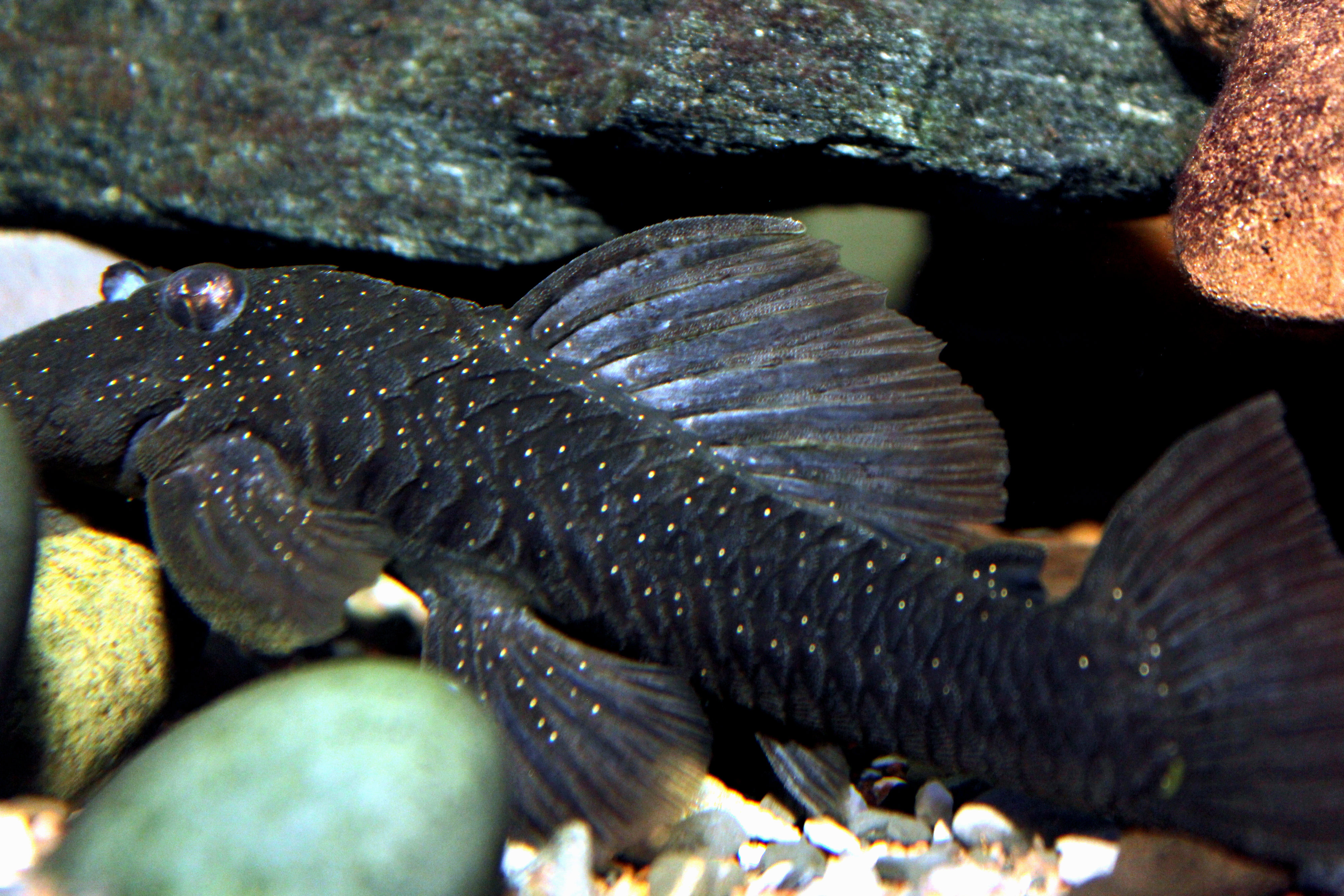 Spectracanthicus murinus