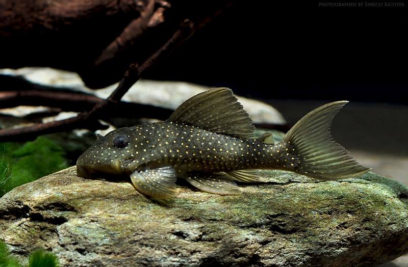 Hypancistrus margaritatus