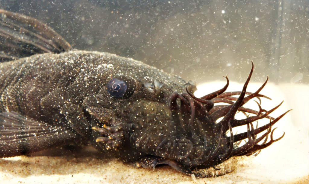 Ancistrus dolichopterus L183 loricariidae