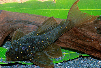 Hypancistrus sp. L429