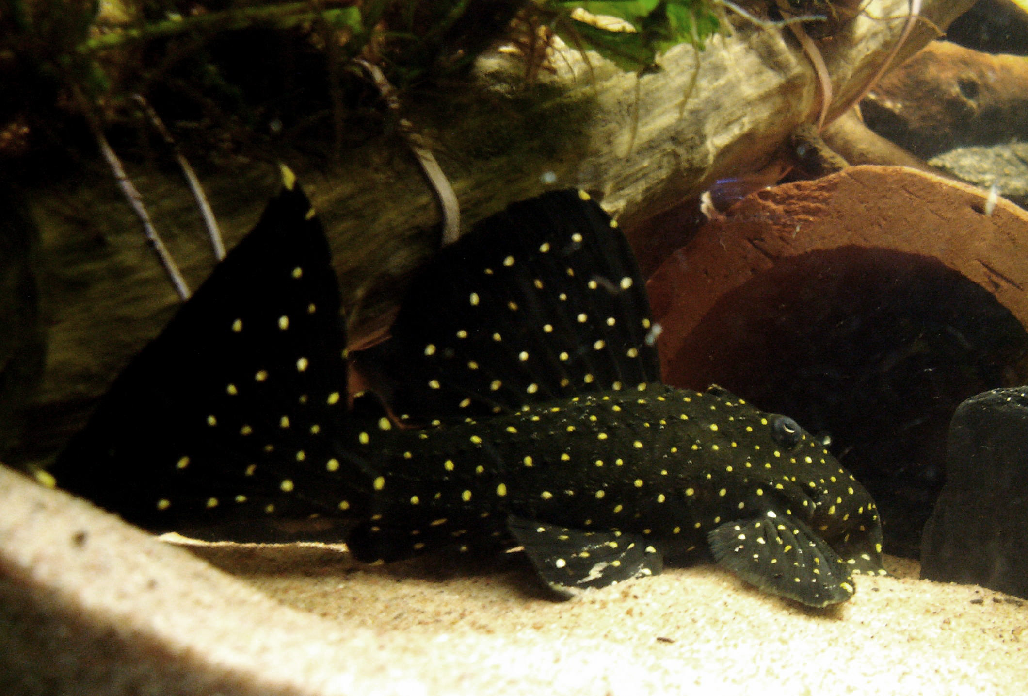 vampire pleco care