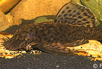 Ancistrus sp. L481