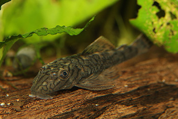 Ancistrus sp. L159