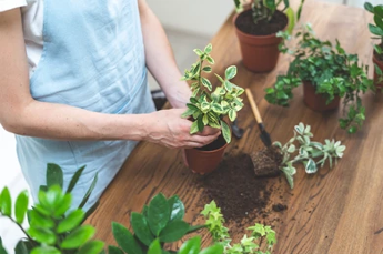 How to Repot a Houseplant in Eight Steps