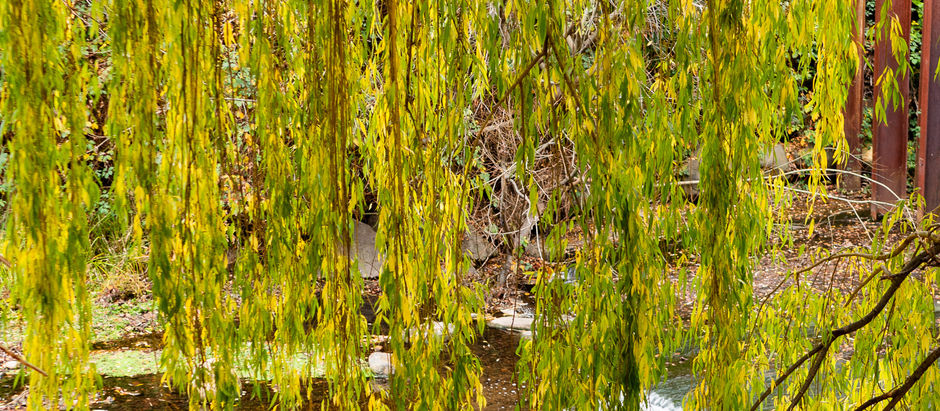Looking for autumn colours