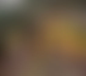 אלון תולע - Quercus veneris ssp. veneris