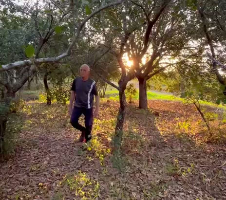 אלון תולע - Quercus veneris ssp. veneris